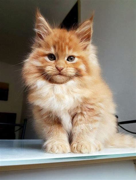 Maine coon kittens - Main Coon Cat FAQ's. How much does a Maine Coon cat cost? At least $1,000 and easily up to $3,000+ (AUD) for a pet in Australia. In the US, the average price from a registered breeder with all health checks is around $1500 (US). The price for a maine coon in the UK averages around 900 (GBP) and can go as high as 1500 (GBP). …